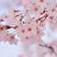 夜桜華