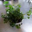yumikoy