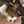Dobt