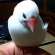 薔薇色の鳥