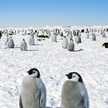 Rozy1031