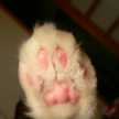 ねっこ
