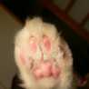 ねっこ