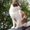 MARU1248