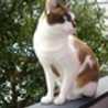 MARU1248