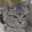CATSBY