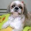 moco_toco