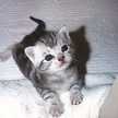 kitten_purple