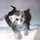 kitten_purple kitten_purple