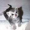 kitten_purple
