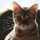 やまねこ