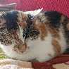 ネムにゃん
