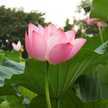 apricot7
