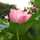 apricot7 apricot7