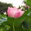 apricot7