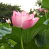apricot7