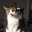 量産型ねこ
