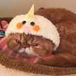 おじむじちゃん