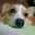 牡丹犬