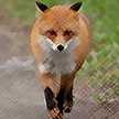 foxfoot