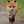 foxfoot