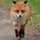 foxfoot