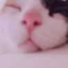 ハニチュロ