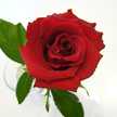 *antiquerose*