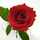 *antiquerose*
