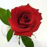 *antiquerose*