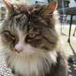 にゃんきちてつきち