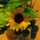 nori_0523 nori_0523