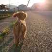 くっきー☆☆