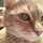 shimacat