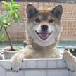 うまのしっぽ