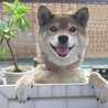うまのしっぽ
