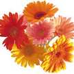 sunny3_21