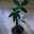 olive-tree