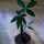 olive-tree
