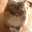 yomocat