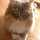 yomocat yomocat