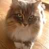 yomocat