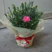あゆゆ