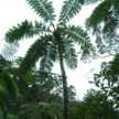 FamilyTree