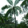 FamilyTree