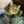 yamaneko☆