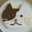 C for cat