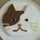 C for cat