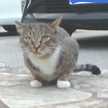 ねこまる６ー２