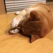 つむぎ07